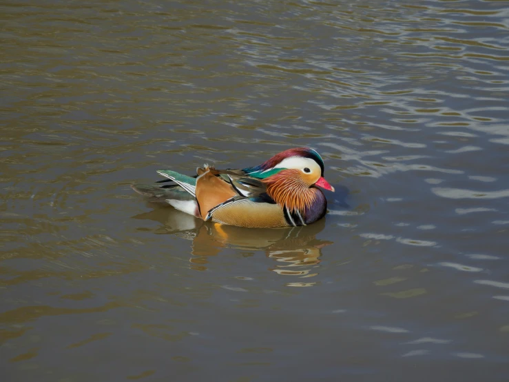 a duck floating on top of a body of water, richly colored, two male, shot with sony alpha 1 camera, multicoloured