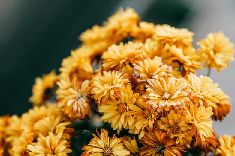 a close up of a bunch of yellow flowers, unsplash, during autumn, chrysanthemum eos-1d, a photograph of a rusty, instagram photo