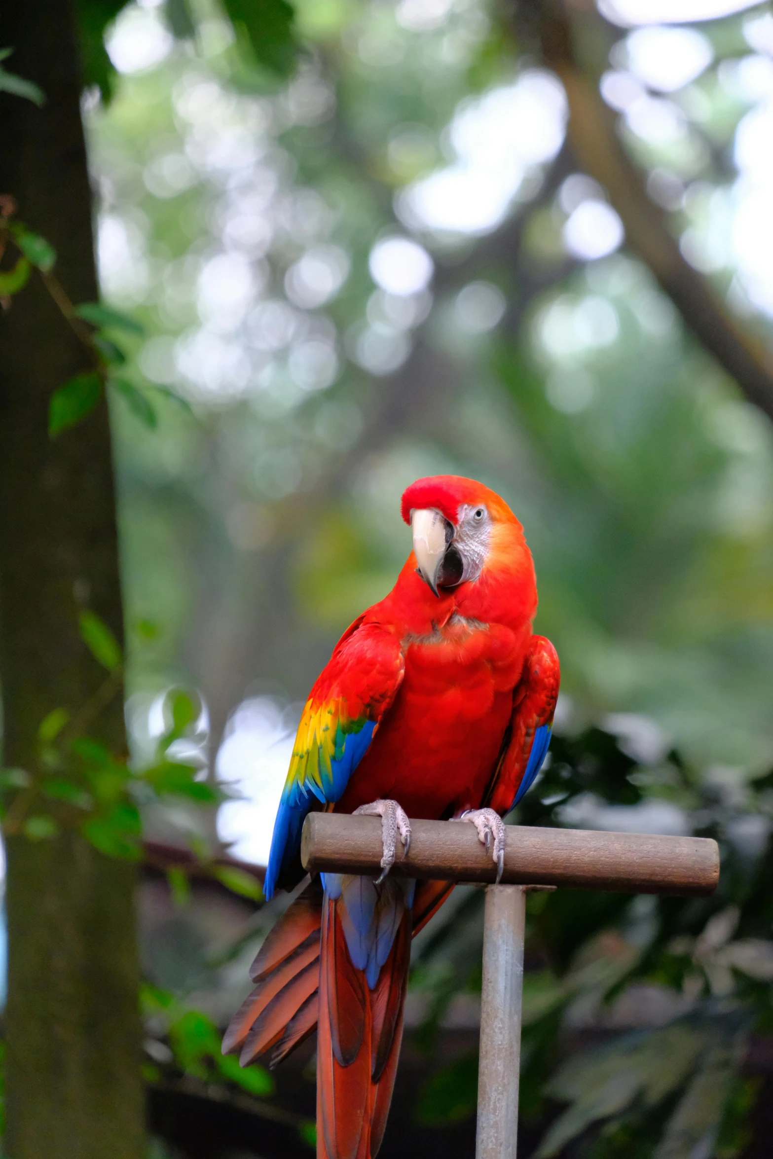 a red parrot sitting on top of a wooden pole, sitting on a park bench, multicoloured, rainforest