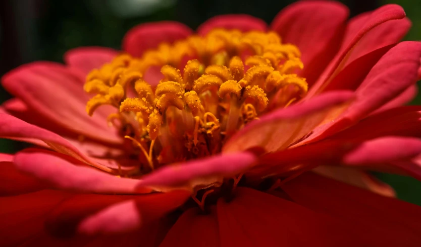 a close up of a red flower with yellow stamen, a macro photograph, by Sven Erixson, pexels, renaissance, pink orange flowers, low detailed, voluminous, with an intricate