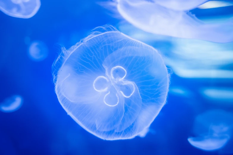 a group of jellyfish floating in the water, pexels contest winner, romanticism, blue circular hologram, glowing veins of white, glowing delicate flower, subtle detailing