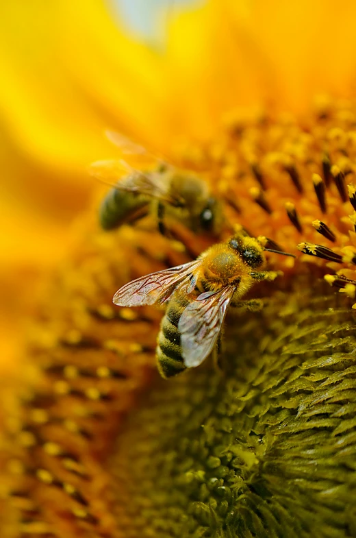 a close up of two bees on a sunflower, a macro photograph, by David Simpson, pexels, renaissance, made of bees, slide show, landscape shot, high angle shot