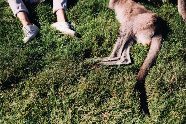 a kangaroo standing on top of a lush green field, a picture, by Ren Hang, hurufiyya, crashed in the ground, legs visible, liam, 🦩🪐🐞👩🏻🦳