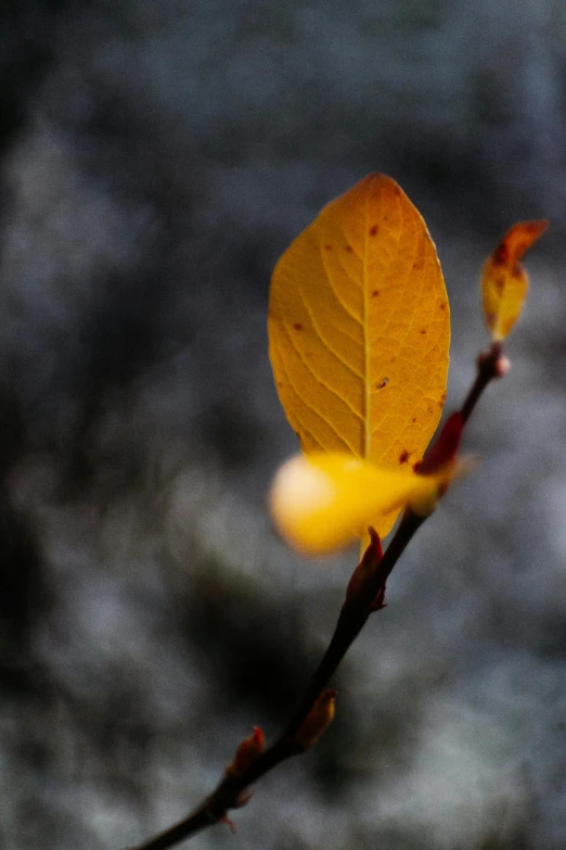 a close up of a leaf on a tree branch, by Andrew Domachowski, unsplash, ap, paul barson, yellows and reddish black, on a gray background