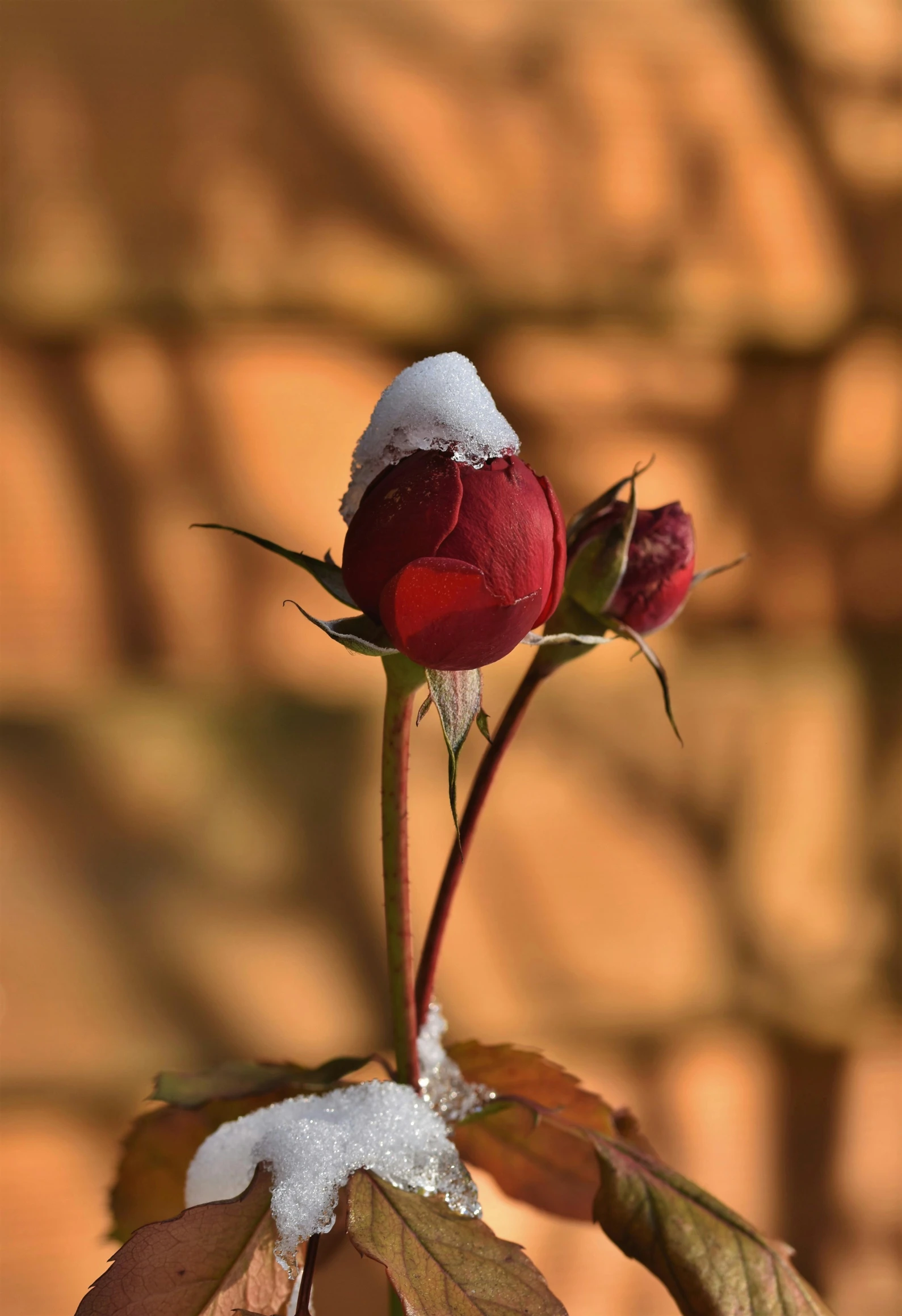 a close up of a flower with snow on it, red roses at the top, avatar image, trending photo, brown