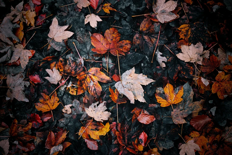 a bunch of leaves laying on the ground, an album cover, unsplash, visual art, 15081959 21121991 01012000 4k, multicolored, wet surface, thumbnail