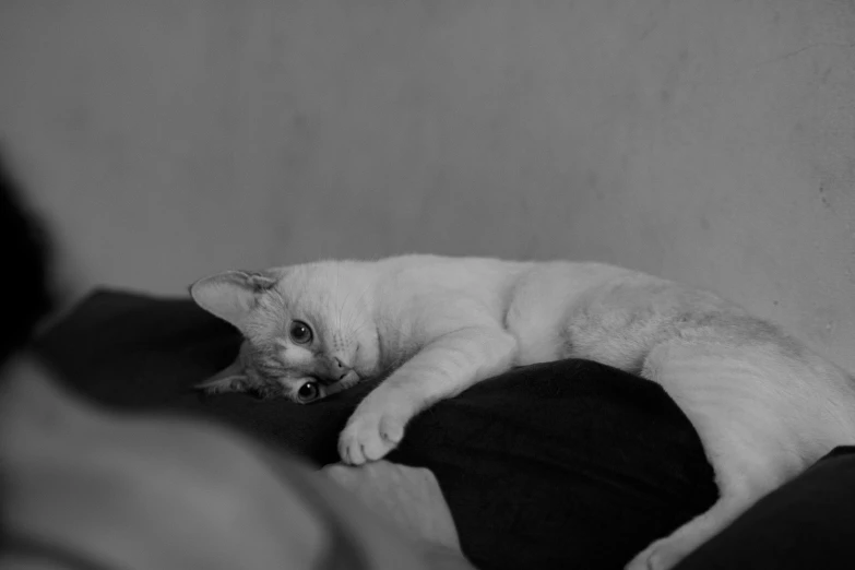 a black and white photo of a cat laying on a person's lap, by Emma Andijewska, unsplash, minimalism, portrait of albino mystic, doing a sassy pose, resting after a hard fight, young handsome pale roma