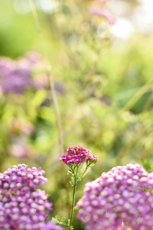 a bunch of purple flowers sitting on top of a lush green field, a picture, by Julian Allen, unsplash, verbena, green and pink, medium format. soft light, garden with flowers