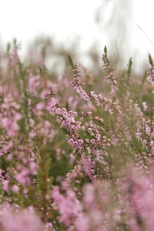 a field of purple flowers with trees in the background, a digital rendering, by Rachel Reckitt, trending on unsplash, pale pink grass, willow plant, medium close - up, made of glazed