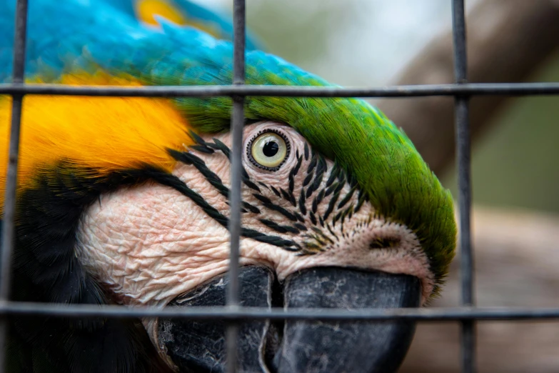 a close up of a parrot in a cage, pexels contest winner, madagascar, 🦩🪐🐞👩🏻🦳, skeptical expression, full colour