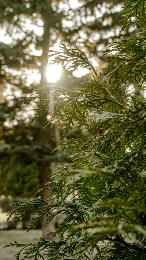 a red fire hydrant sitting in the middle of a forest, by Jan Tengnagel, unsplash, evergreen branches, sun glare, cedar, shot on sony a 7 iii