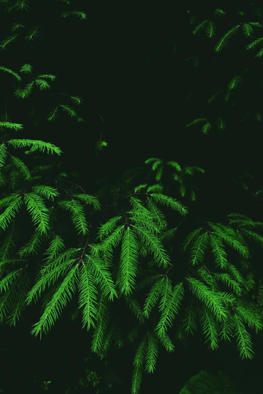 a forest filled with lots of green trees, an album cover, inspired by Elsa Bleda, trending on pexels, with a black background, fern, nighttime, zoomed in