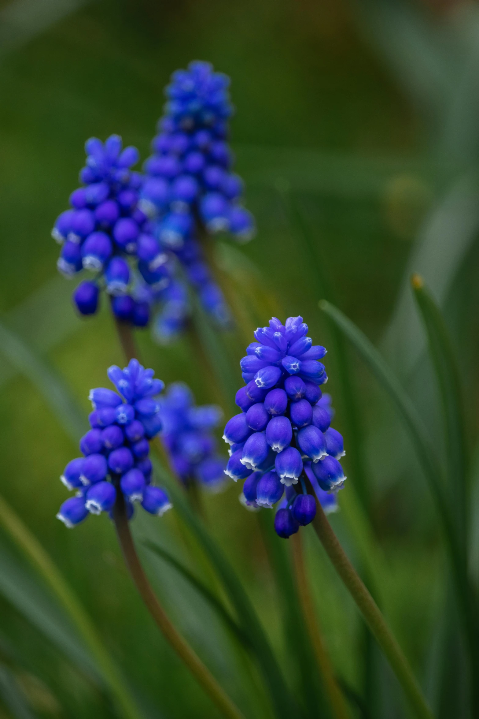 a group of blue flowers sitting on top of a lush green field, a portrait, by David Simpson, grape hyacinth, colour photograph, low detail, multicoloured