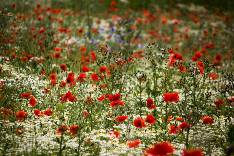 a field full of red and white flowers, by Hans Schwarz, pexels, fan favorite, multi - coloured, rudolf béres, by rainer hosch