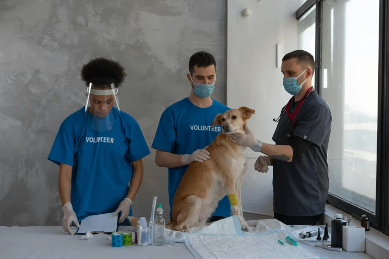 a group of people standing around a table with a dog, animals, covered in bandages, 8k photo, healthcare worker
