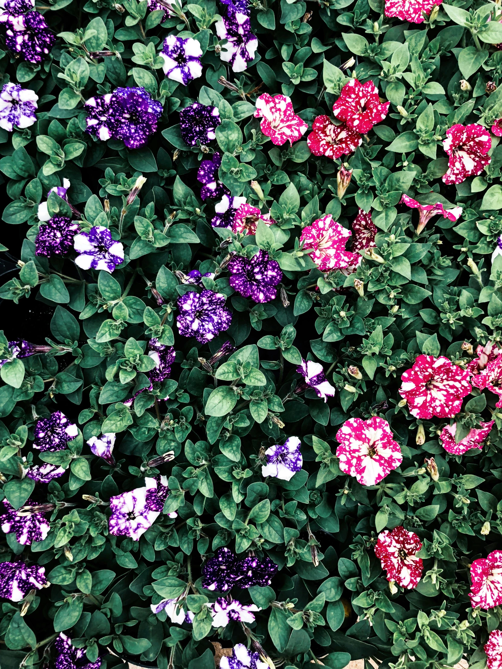 a bunch of flowers that are next to each other, a colorized photo, unsplash, color field, green and purple, made of flowers and leaves, a high angle shot, colorful]”