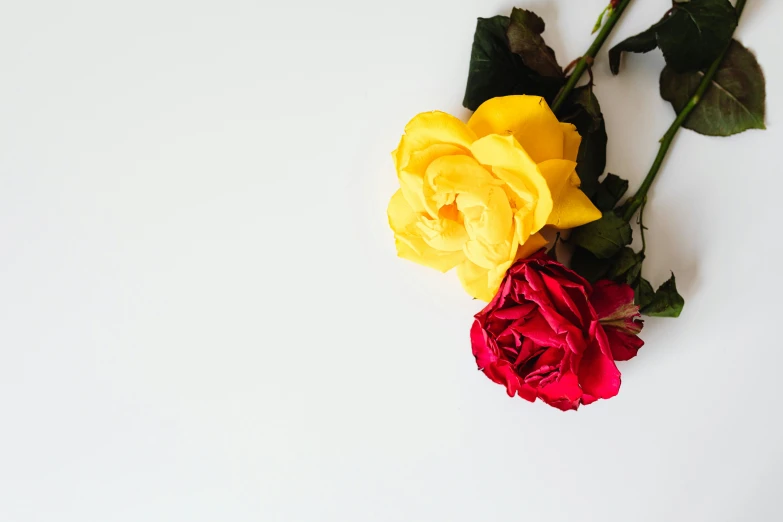 two yellow and red roses on a white surface, by Carey Morris, unsplash, romanticism, diverse, remembrance, beautiful women, background image