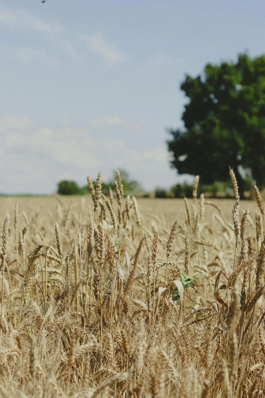 a field of wheat with a tree in the background, uncrop, brown, no cropping, college