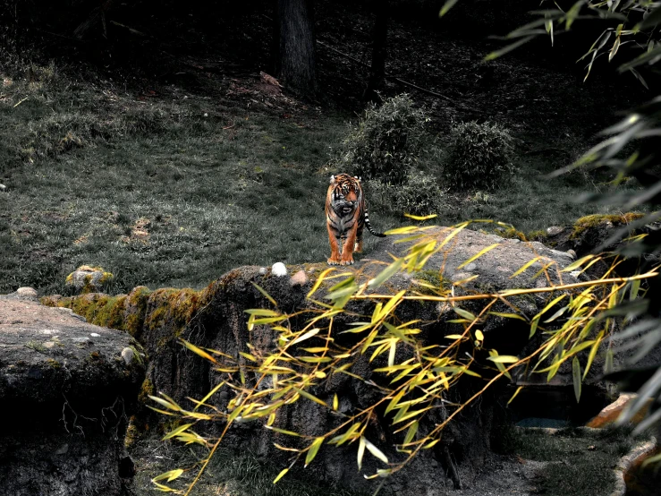 a tiger walking across a lush green forest, a picture, unsplash, perched on a rock, low quality photo, manuka, dimly - lit