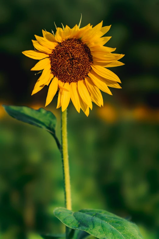 a close up of a sunflower in a field, a portrait, unsplash, detailed high resolution, paul barson, upright, standing tall