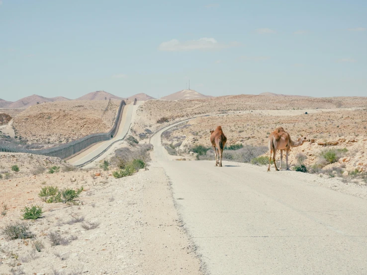 a camel walking down a road in the desert, by Nathalie Rattner, pexels contest winner, les nabis, israel, wes anderson film, urban surroundings