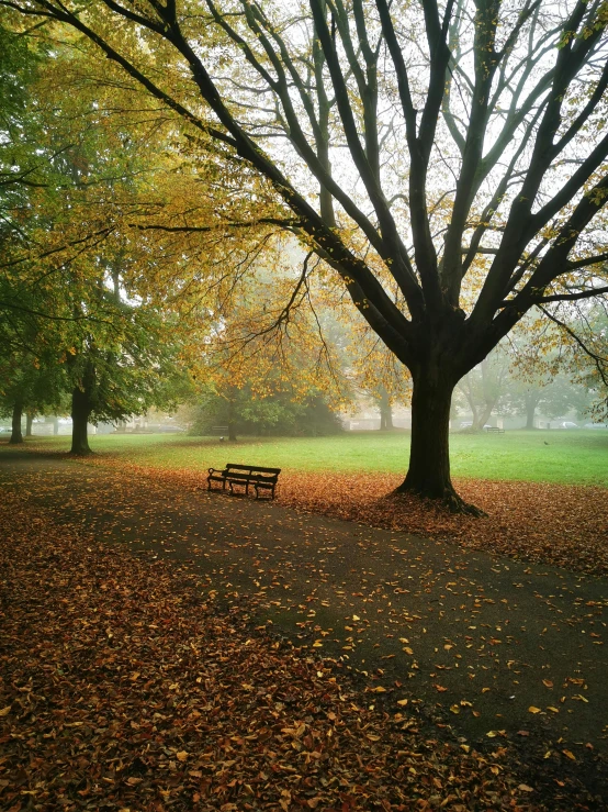 a bench sitting under a tree in a park, by Peter Churcher, low fog layer, autumn leaves on the ground, ((mist)), lena oxton