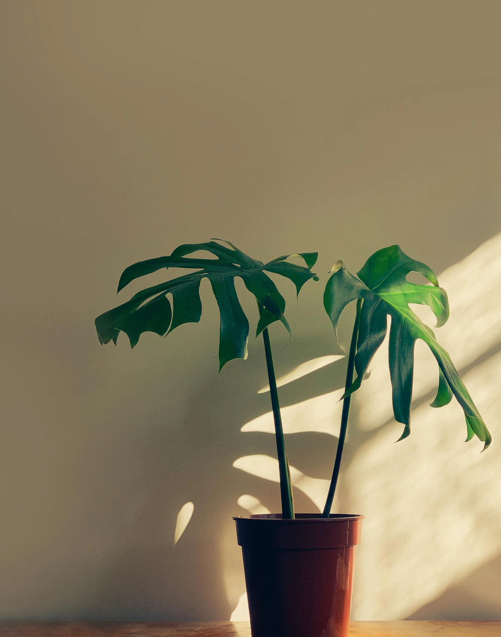 a potted plant sitting on top of a wooden table, inspired by Elsa Bleda, unsplash contest winner, two suns, soft shadow, background image, monstera deliciosa