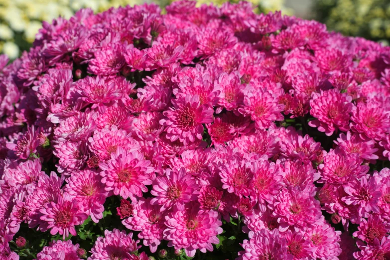 a close up of a bunch of pink flowers, chrysanthemums, fall foliage, very sunny, rich deep pink