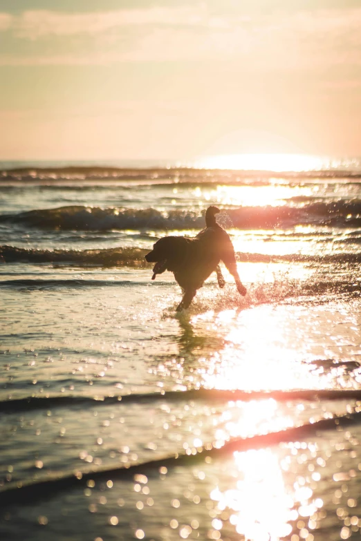 a person in the water with a surfboard, a dog, at the golden hour, profile image