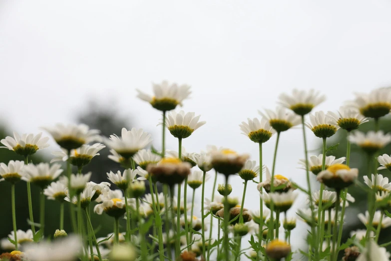 a field of white and yellow flowers with trees in the background, by Jessie Algie, unsplash, minimalism, chrysanthemum eos-1d, overcast, chamomile, low-angle