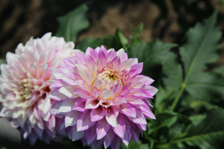 two pink and white flowers sitting next to each other, giant purple dahlia flower head, far - mid shot, low quality photo, shot on sony alpha dslr-a300