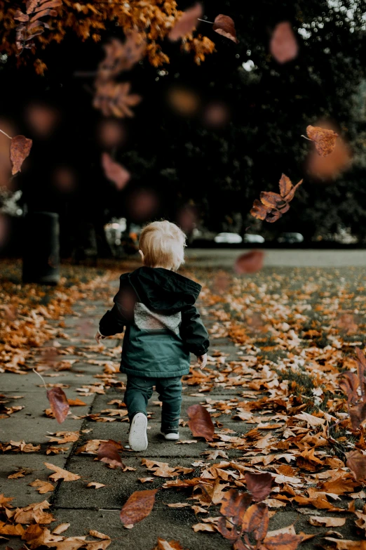 a little boy that is walking in the leaves, pexels contest winner, realism, screensaver, multi-part, a quaint, date