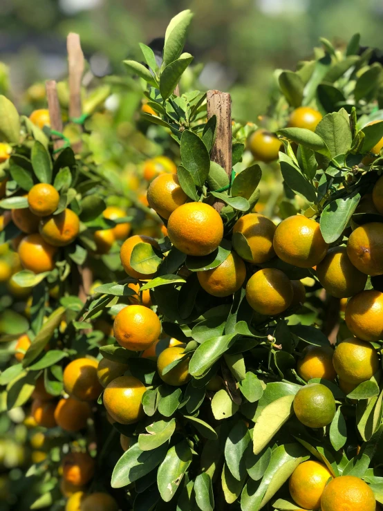 a bunch of oranges growing on a tree, award - winning crisp details ”, small and dense intricate vines, “ golden chalice, profile image