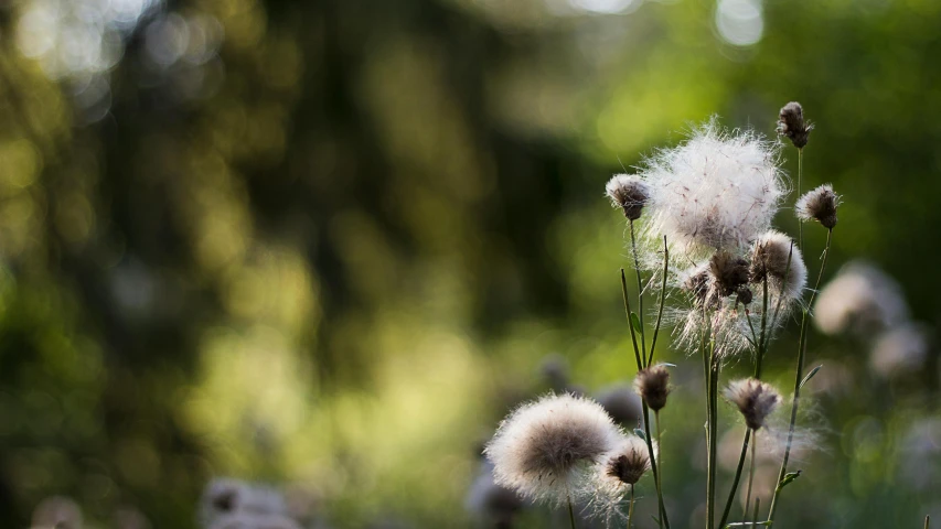 a close up of a bunch of flowers in a field, tufty whiskers, poofy manes of fur, alessio albi, nature photo