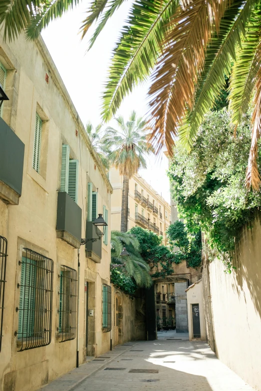 a narrow street lined with palm trees and buildings, inspired by Tomàs Barceló, les nabis, romantic greenery, caparisons, julia sarda, cyan shutters on windows