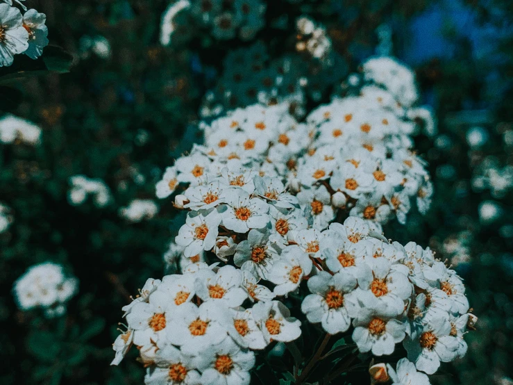 a close up of a bunch of white flowers, an album cover, inspired by Elsa Bleda, unsplash, high quality picture, white clouds, multicolored, verbena