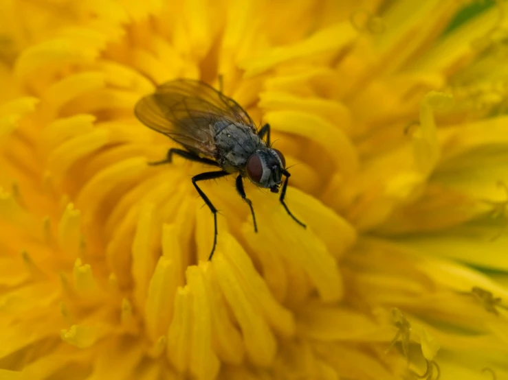 a fly sitting on top of a yellow flower, by Jan Rustem, pexels contest winner, hurufiyya, grey, chrysanthemum eos-1d, slide show, farming