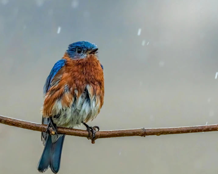 a blue and orange bird sitting on top of a tree branch, by Robert Storm Petersen, pexels contest winner, renaissance, while it's raining, holiday season, posed, blue and white and red mist