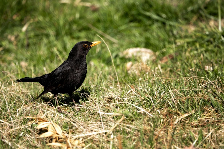 a black bird standing on top of a grass covered field, pexels contest winner, 🦩🪐🐞👩🏻🦳, ready to eat, dressed in black, birds are all over the ground