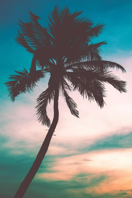 a palm tree is silhouetted against a sunset sky, an album cover, trending on unsplash, elegant tropical prints, multiple stories, profile image