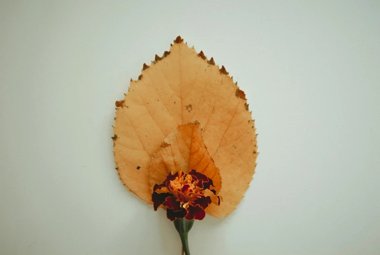 a close up of a leaf with a flower on it, pexels contest winner, minimalism, made of dried flowers, low quality photo, marigold, high quality product photo