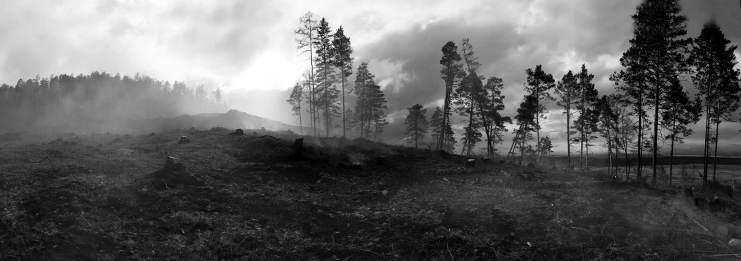 a black and white photo of a forest, by Alasdair Grant Taylor, forest fire, highlands, farming, burned