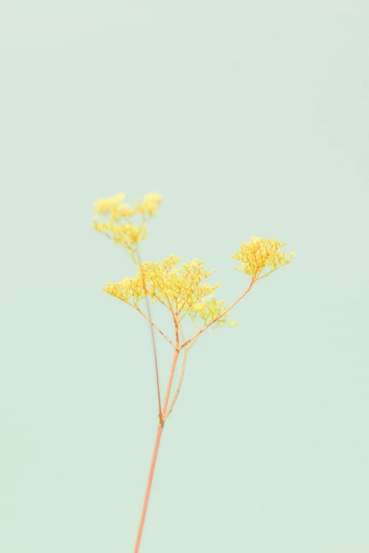 a vase filled with yellow flowers on top of a table, unsplash, minimalism, gradient pastel green, studio medium format photograph, dendritic, yellow-orange