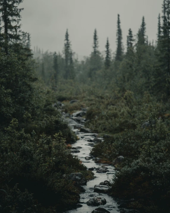 a stream running through a lush green forest, an album cover, inspired by Elsa Bleda, unsplash contest winner, tonalism, lapland, gray sky, 🌲🌌, early evening
