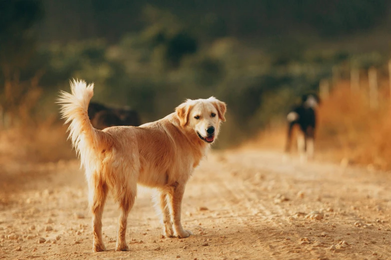 a dog standing in the middle of a dirt road, three animals, golden hues, manuka, long tails