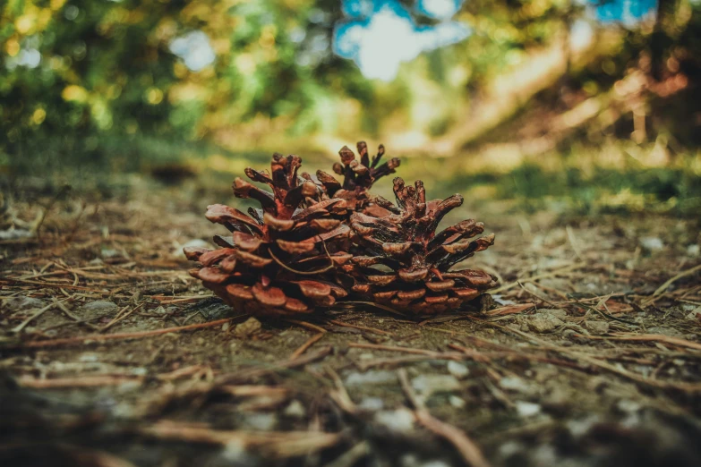 a close up of a pine cone on the ground, pexels contest winner, forest picnic, brown, multiple stories, exterior shot