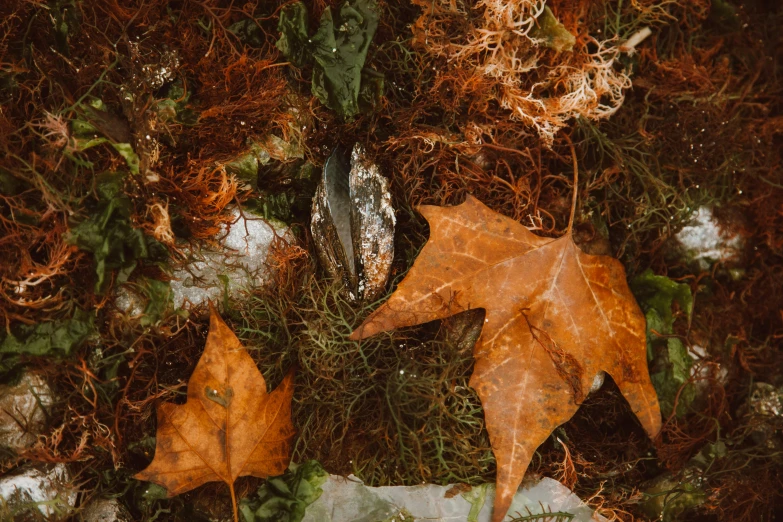 a couple of leaves laying on top of snow covered ground, a photo, by Jaakko Mattila, trending on pexels, land art, witch cottage in the forest, autumn overgrowth, tawny frogmouth, on a planet of lush foliage