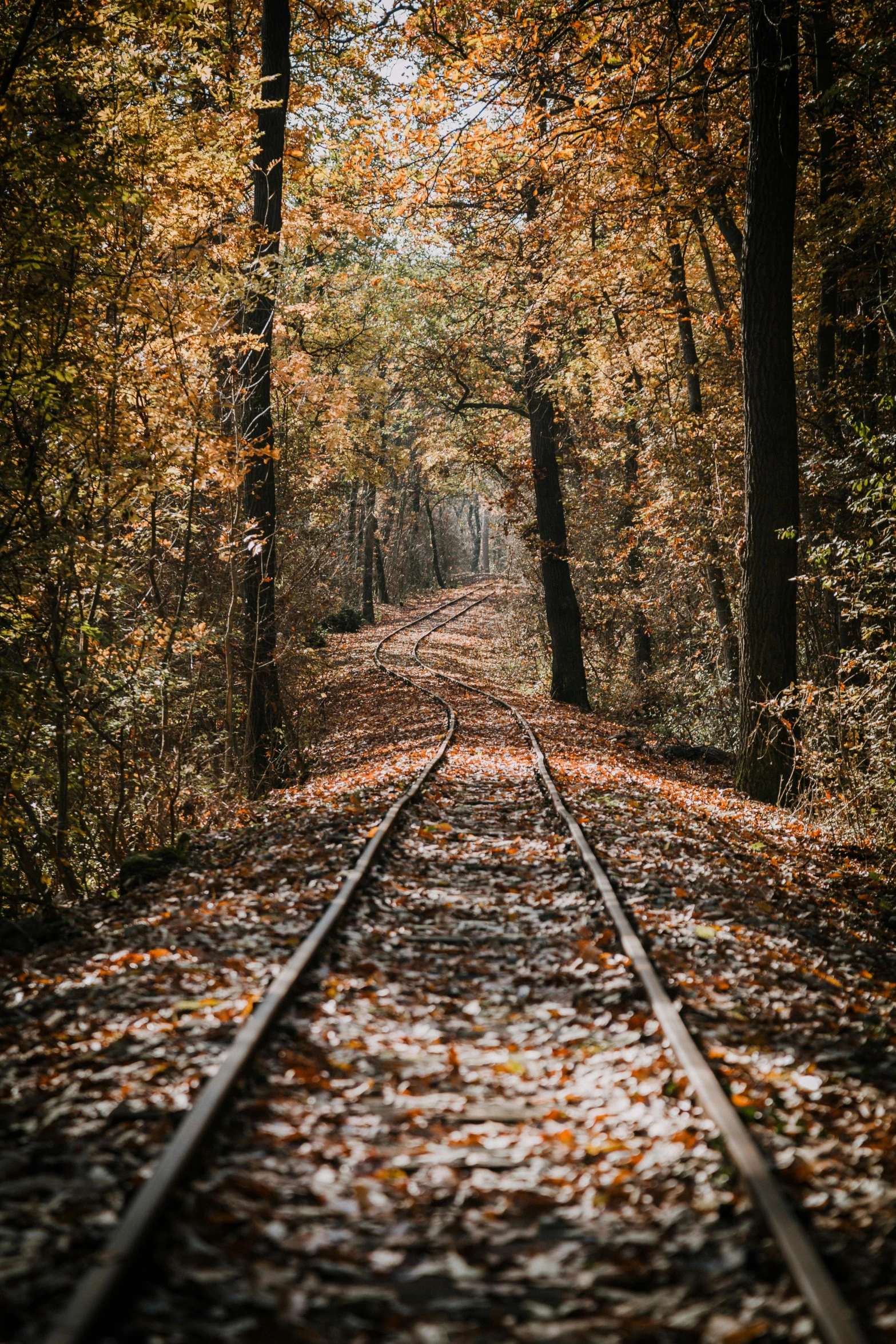 a train track in the middle of a forest, by Adam Szentpétery, autumn leaves on the ground, canvas, guide, cinematic image