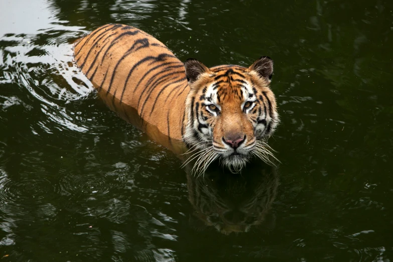 a tiger swimming in a body of water, in a pond