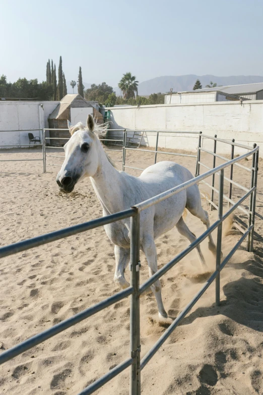 a white horse standing on top of a sandy field, trending on reddit, arabesque, in an arena pit, palm springs, behind bars, bay area